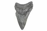 Partial Fossil Megalodon Tooth - Serrated Blade #362573-1